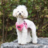 Soft Dog Harness C