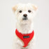 Soft Dog Harness II