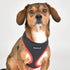 Soft Dog Harness II