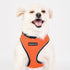 Soft Dog Harness Pro