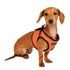 Soft Vest Dog Harness II