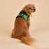 Soft Vest Dog Harness II
