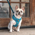 Space Dogs Adjustable Dog Harness