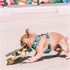 Space Dogs Adjustable Dog Harness