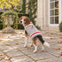 Squirrel Patrol Dog Sweater