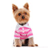 Striped Polo Dog Shirt