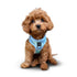 Summer AIR Dog Harness Ocean