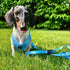 Summer AIR Dog Harness Ocean