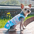 Sweet Heart Dog Dress