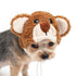 Teddy Bear Dog Hat