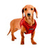 Terry Dog Harness B