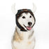 Viking Helmet Dog Hat