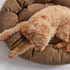 Warby Donut Dog Bed Beige