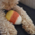 Wool Candy Corn Dog Toy