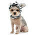 Zebra Dog Hat