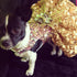 All That Glitters Pink And Gold Sequin Holiday Dog Dress