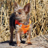 American River Dog Harness Hunter Orange