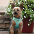 American River Ombre Dog Harness Aruba Blue