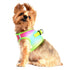 American River Ombre Dog Harness Rainbow