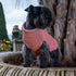 Bespoke Dog Sweater Coral Rib Cashmere