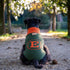 Bespoke Dog Sweater Green/Orange Cashmere