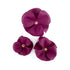 Beverly Classic Leather Dog Flowerette Slider Amethyst