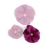 Beverly Classic Leather Dog Flowerette Slider Amethyst
