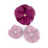Beverly Classic Leather Dog Flowerette Slider Amethyst
