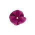 Beverly Classic Leather Dog Flowerette Slider Amethyst