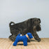 Blue Fausta Dog Toy