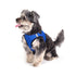 Blue Sidekick Dog Harness