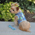 Cool Mesh Dog Harness And Leash Surfboard Blue/Green