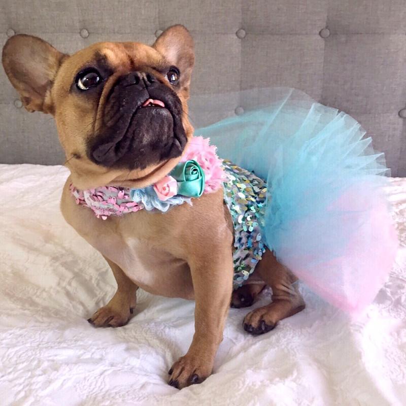 dog sequin dress Picture Perfect Tutu Dress, Red Sequins L