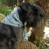 Dog Bandana Pale Blue Cloud
