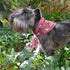 Dog Bandana Wine Red Cloud