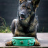 Dog Food/Water Bowl Aqua
