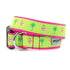 Flamingo Dog Collar
