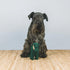 Green Fausta Dog Toy