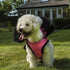 Hoodie Harness Dog Coat Pink Medium