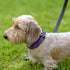 Lilac Desert Dog Collar