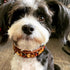 Liz Dog Collar Multi 2