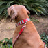 Loop Dog Collar