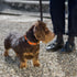 Orange Desert Dog Collar