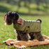 Personalized Bespoke Dog Coat/Raincoat Glam Sett