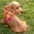 Personalized Dog Bandana Fausta Tartan