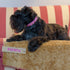 Personalized Fuchsia Stitch Dog Blanket