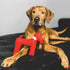 Red And Faustina Dog Toy