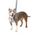 Reflective Black Freedom No-Pull Dog Harness