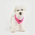 Soft Dog Harness II