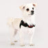 Soft Superior Dog Harness X Red XL